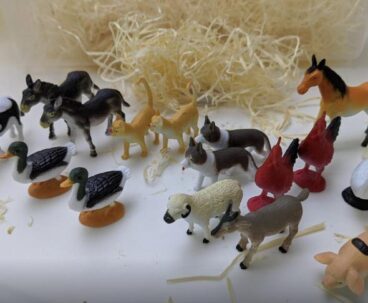 Animais da Quinta 16
